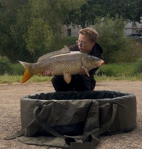 Common Carp