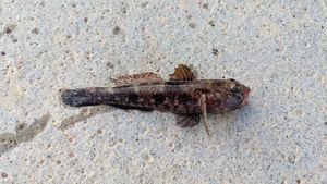 Giant Goby