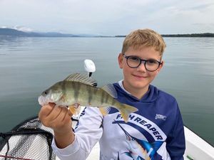European Perch