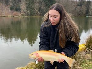 Golden Trout