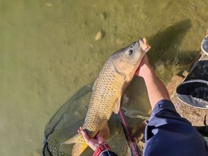 Common Carp