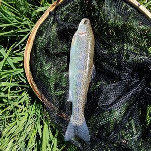 Rainbow Trout