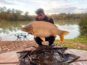 Common Carp