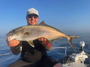 Greater Amberjack