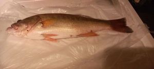 Smallmouth Bass