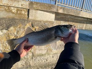 European Bass (Seabass)