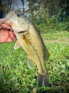 Largemouth Bass