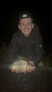 Crucian Carp