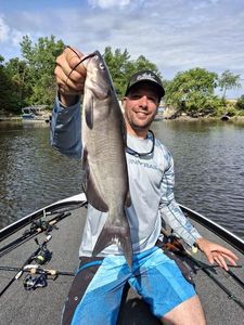 Channel Catfish