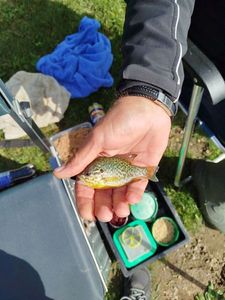 Green Sunfish
