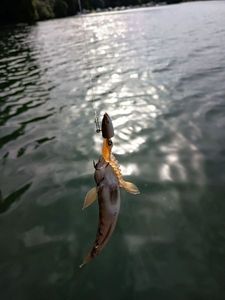 Round Goby