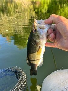 Largemouth Bass