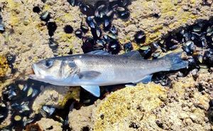 European Bass (Seabass)
