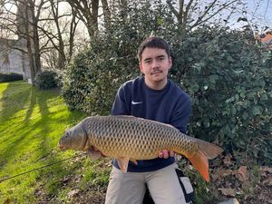 Common Carp