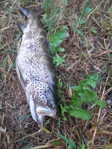 Brown Trout
