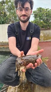 Common Cuttlefish
