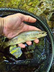 Brown Trout