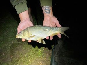 Mirror Carp