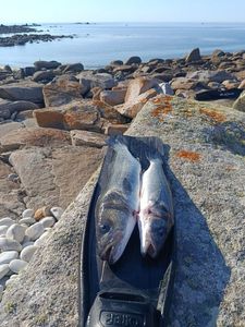 European Bass (Seabass)