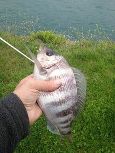 White Seabream