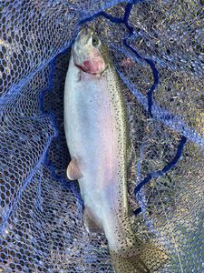Rainbow Trout