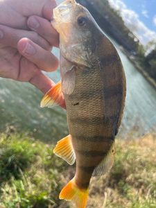 European Perch