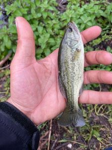 Largemouth Bass