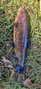 Rainbow Trout
