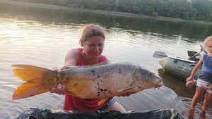 Common Carp