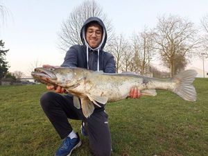 Zander