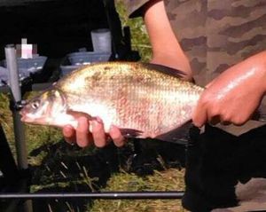 Common Bream
