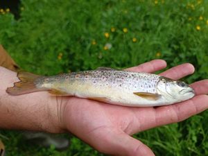 Brown Trout