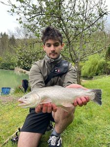 Rainbow Trout