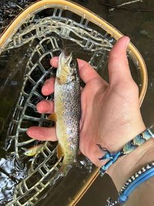Brown Trout