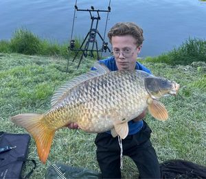 Common Carp