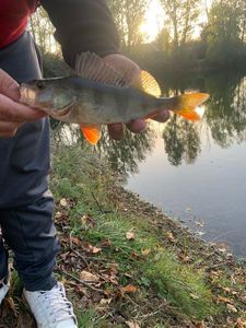 European Perch