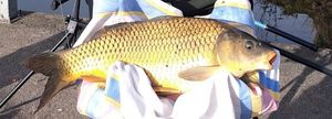 Common Carp