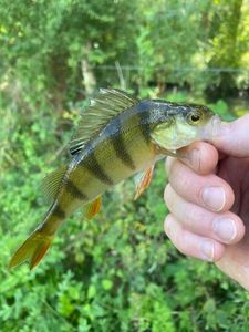 European Perch