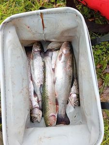 Rainbow Trout