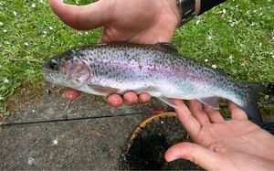 Rainbow Trout
