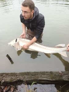 Sturgeon