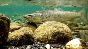 Brown Trout