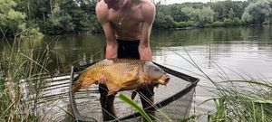Common Carp
