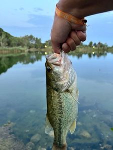 Smallmouth Bass