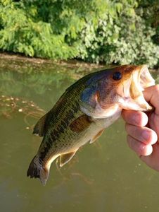 Largemouth Bass