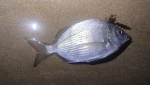 White Seabream
