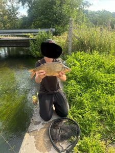 Common Bream