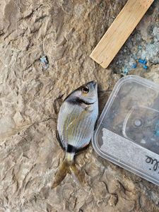 Common Two-Banded Seabream