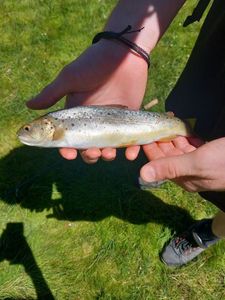 Brown Trout