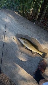 Tench